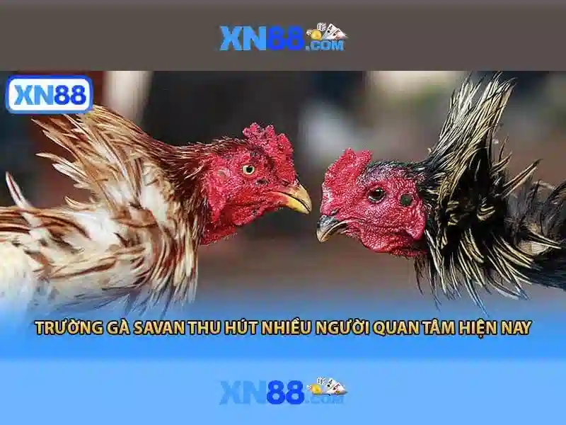 Tính Năng Đột Phá Của XN88 Win
